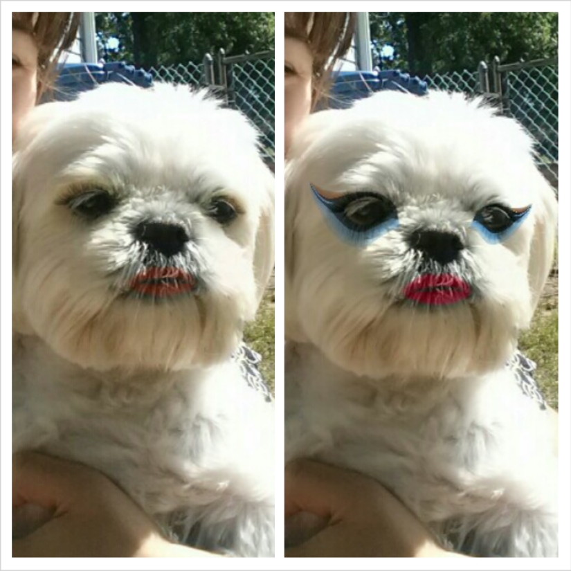 Los japoneses hacen coños glamorosos con sus mascotas