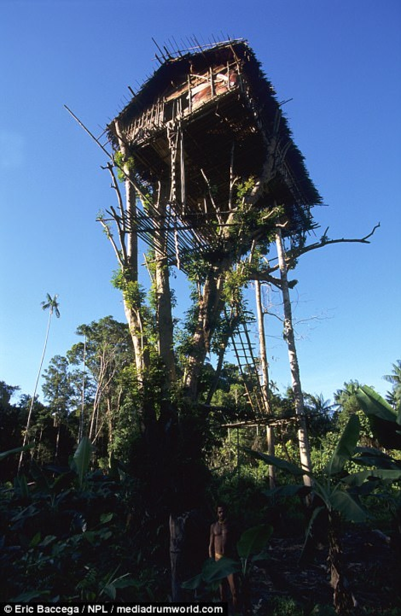 Los Korowai son una misteriosa tribu de caníbales que recientemente han aprendido sobre la civilización