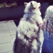 Los lobos huargos de Juego de Tronos existen!