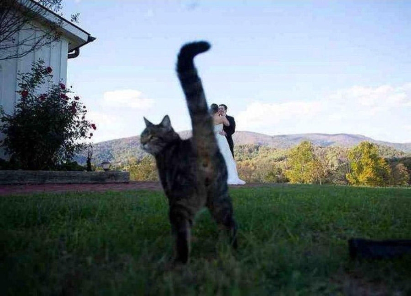 Los mejores photobombs de 2013 Los mejores photobombs de 2013