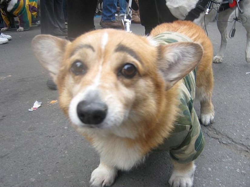 Los perros con cejas se están apoderando de internet Los perros con cejas se están apoderando de internet