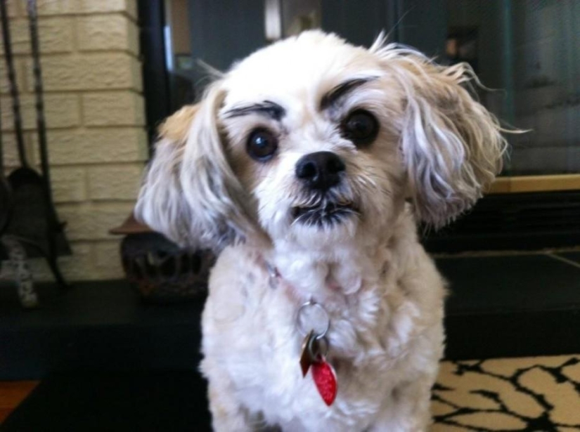Los perros con cejas se están apoderando de internet Los perros con cejas se están apoderando de internet