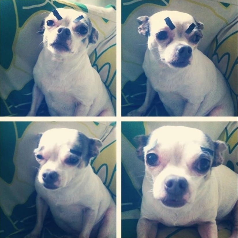 Los perros con cejas se están apoderando de internet Los perros con cejas se están apoderando de internet