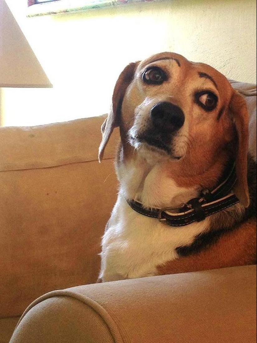 Los perros con cejas se están apoderando de internet Los perros con cejas se están apoderando de internet