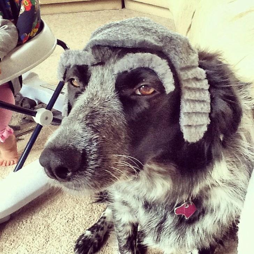 Los perros con cejas se están apoderando de internet Los perros con cejas se están apoderando de internet