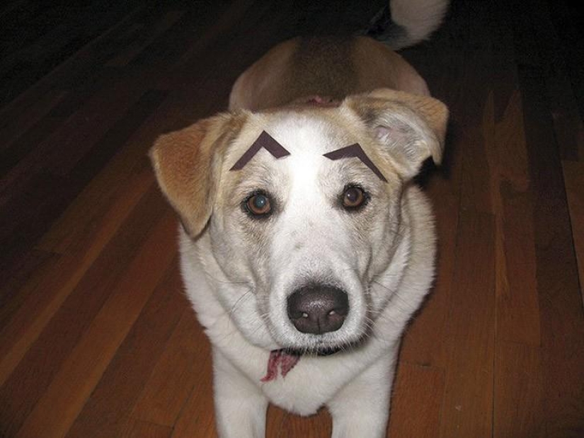 Los perros con cejas se están apoderando de internet Los perros con cejas se están apoderando de internet