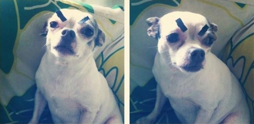 Los perros con cejas se están apoderando de internet Los perros con cejas se están apoderando de internet