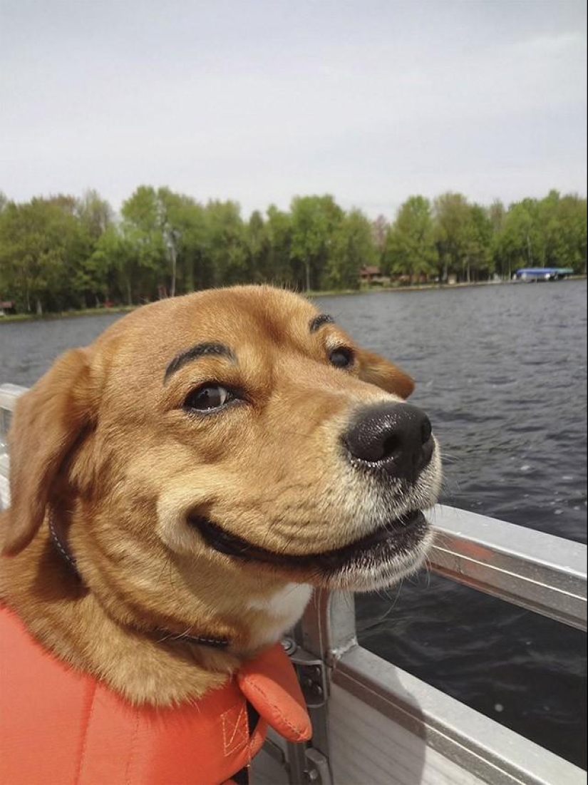 Los perros con cejas se están apoderando de internet Los perros con cejas se están apoderando de internet