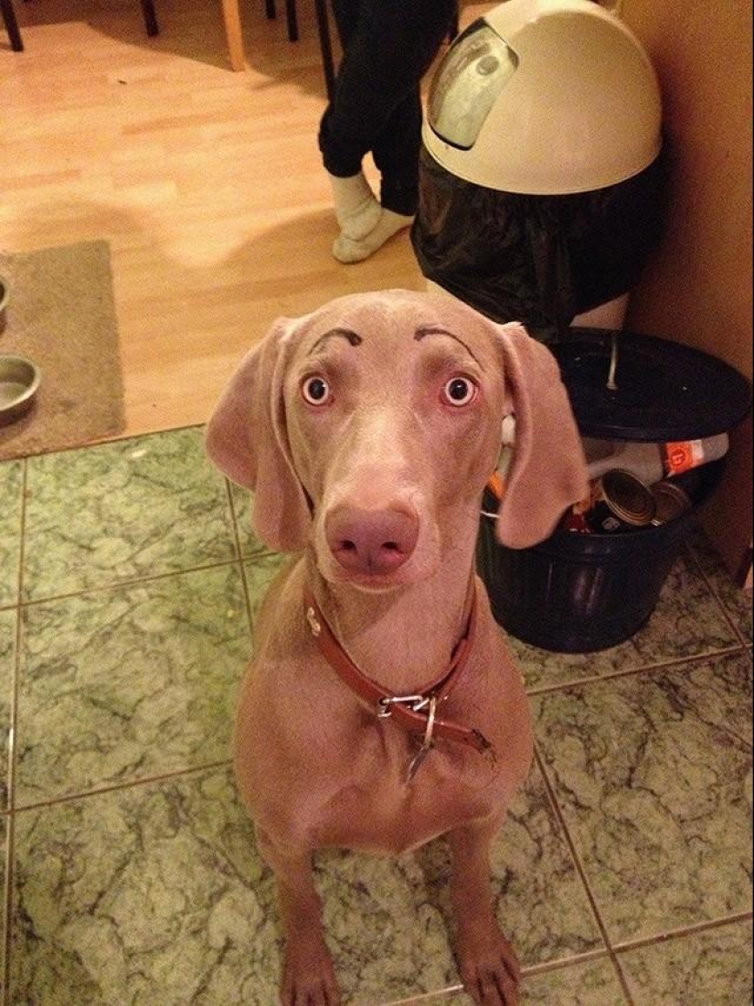 Los perros con cejas se están apoderando de internet Los perros con cejas se están apoderando de internet