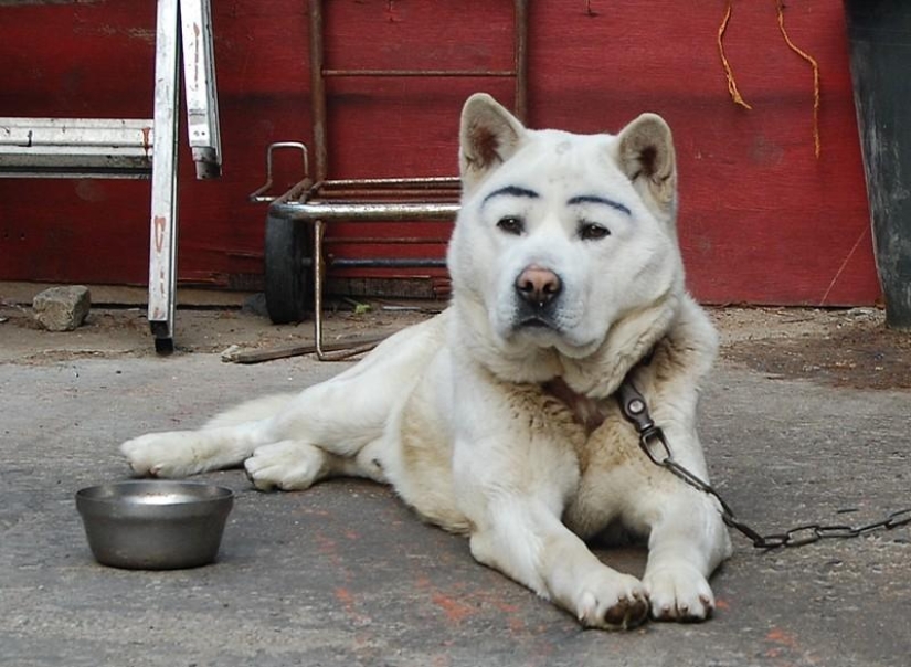 Los perros con cejas se están apoderando de internet Los perros con cejas se están apoderando de internet