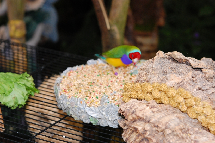 Los pinzones de Gould son una de las aves más brillantes y hermosas.