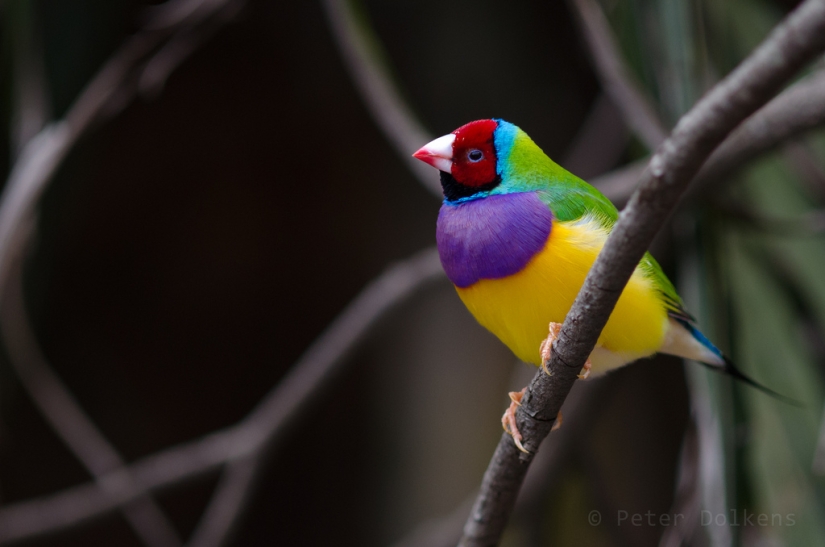 Los pinzones de Gould son una de las aves más brillantes y hermosas.