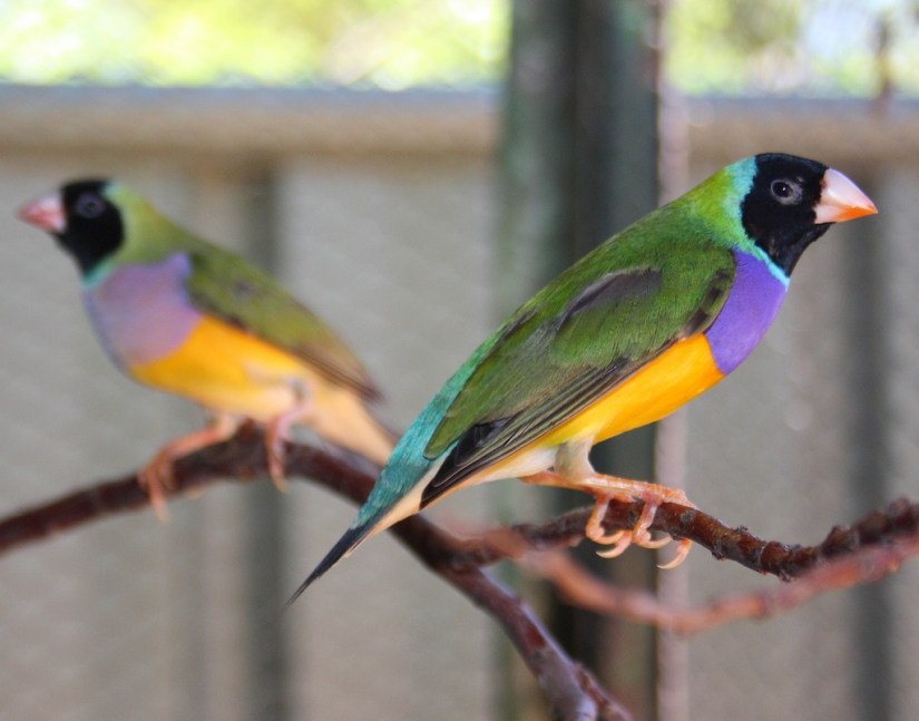 Los pinzones de Gould son una de las aves más brillantes y hermosas.