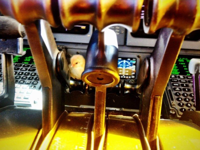 Los pollos aprenden a volar.