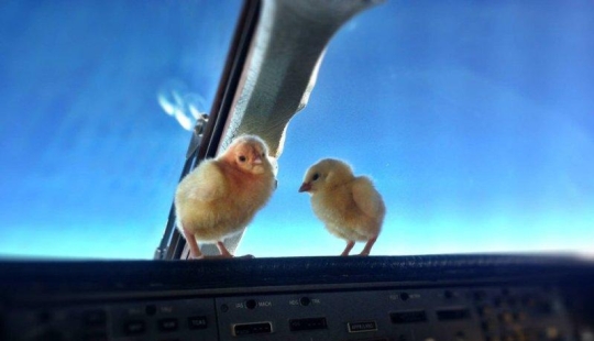 Los pollos aprenden a volar.