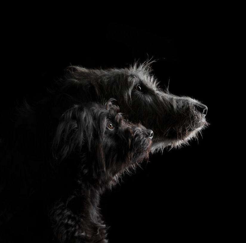 Los premios Dog Photography Awards 2023 han revelado a sus ganadores y finalistas