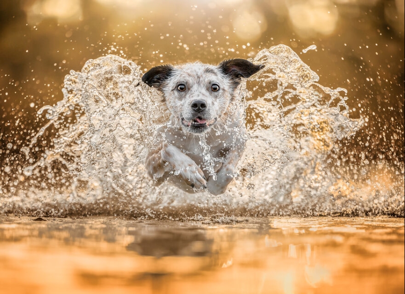 Los premios Dog Photography Awards 2023 han revelado a sus ganadores y finalistas