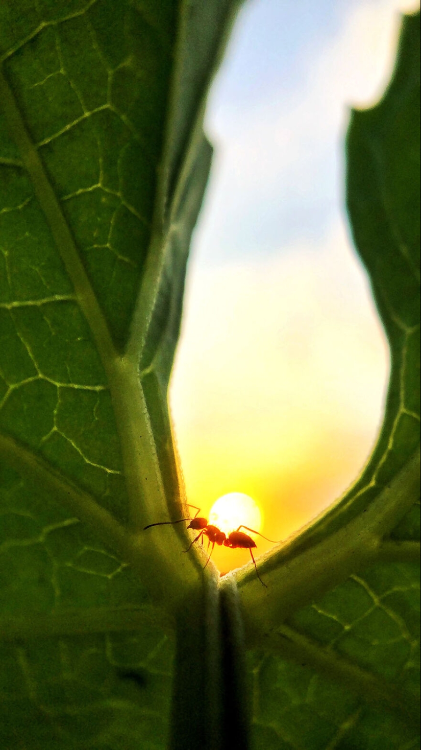 Los premios Mobile Photography Awards han anunciado sus mejores fotografías de todos los tiempos, y aquí están las 14