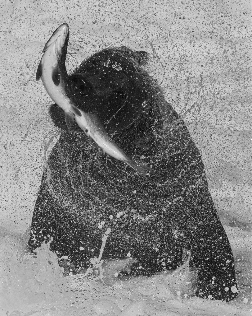 Los Premios Internacionales de Fotografía 2023 han revelado las imágenes de naturaleza ganadoras