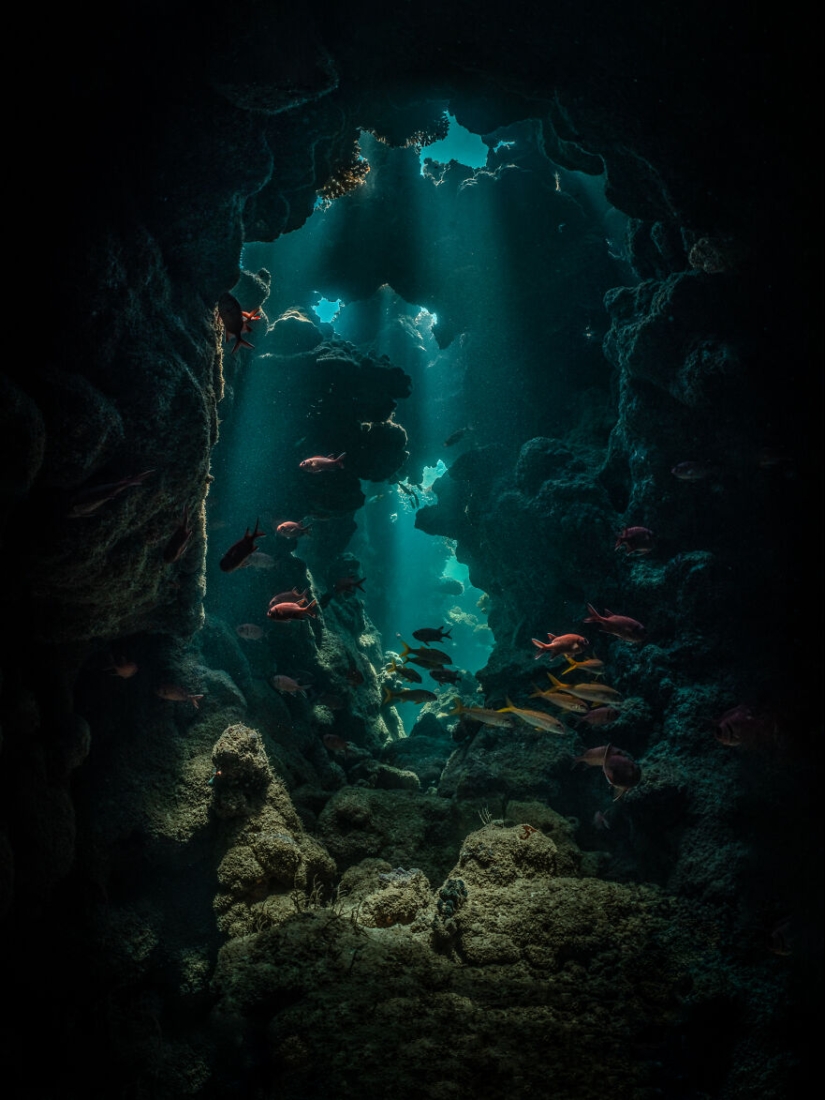 Los Premios Internacionales de Fotografía 2023 han revelado las imágenes de naturaleza ganadoras