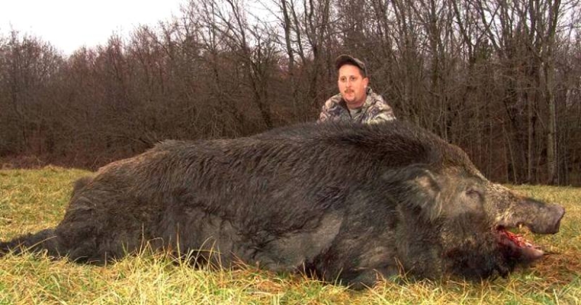 Los súper cerdos canadienses atacaron los estados del norte de los Estados Unidos