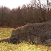 Los súper cerdos canadienses atacaron los estados del norte de los Estados Unidos