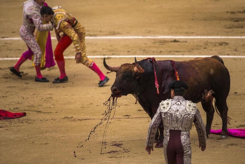 Los toros españoles obtienen una victoria histórica Los toros españoles obtienen una victoria histórica