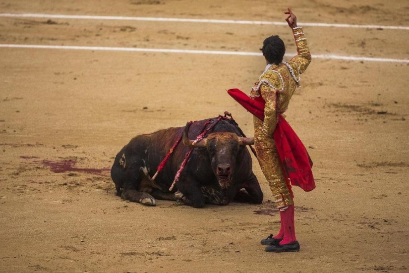 Los toros españoles obtienen una victoria histórica Los toros españoles obtienen una victoria histórica
