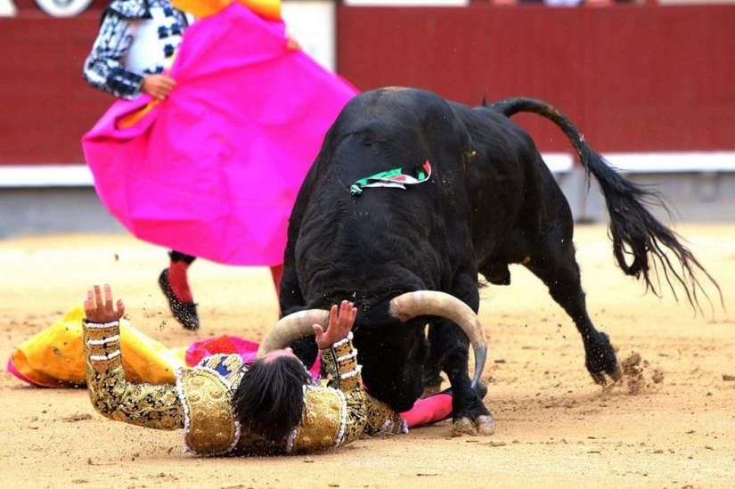 Los toros españoles obtienen una victoria histórica Los toros españoles obtienen una victoria histórica
