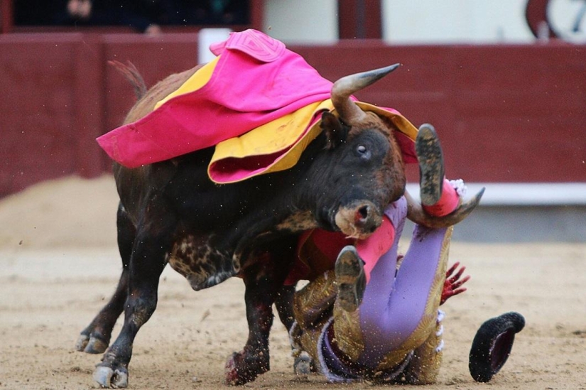 Los toros españoles obtienen una victoria histórica Los toros españoles obtienen una victoria histórica