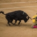 Los toros españoles obtienen una victoria histórica