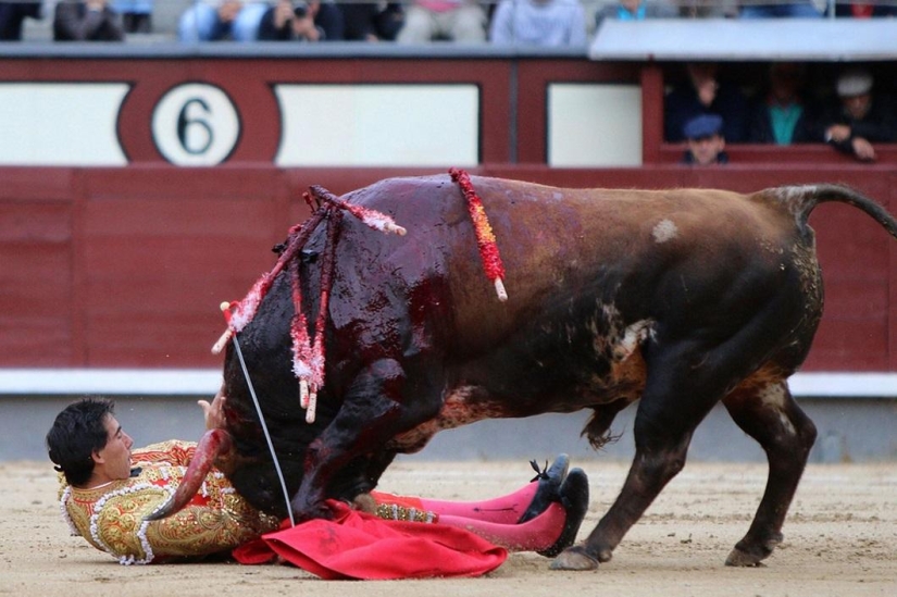 Los toros españoles obtienen una victoria histórica Los toros españoles obtienen una victoria histórica