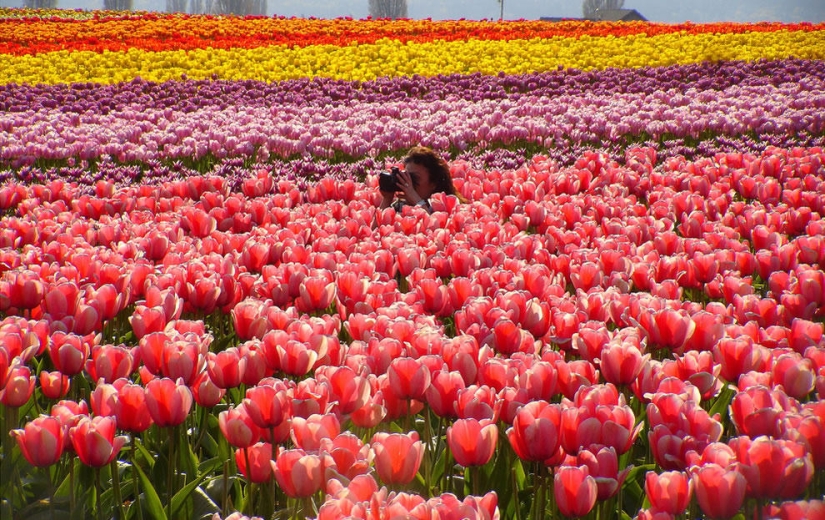 Los tulipanes más brillantes de todo el mundo.