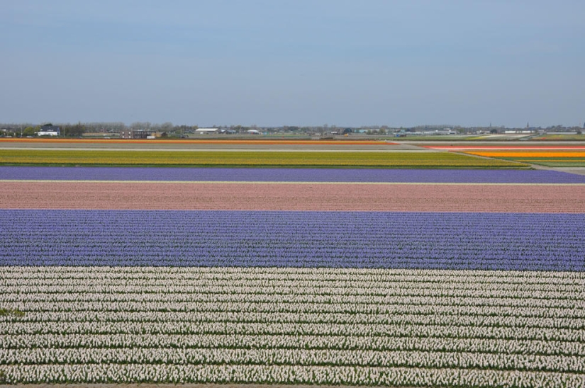 Los tulipanes más brillantes de todo el mundo.