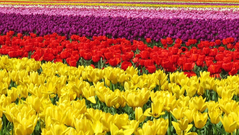 Los tulipanes más brillantes de todo el mundo.