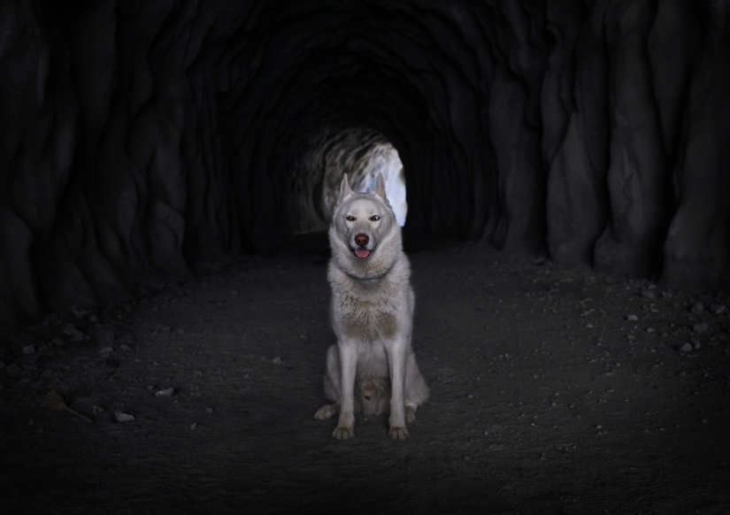 Los viajes de John y su lobo husky Los viajes de John y su lobo husky