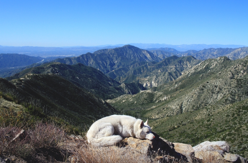 Los viajes de John y su lobo husky Los viajes de John y su lobo husky