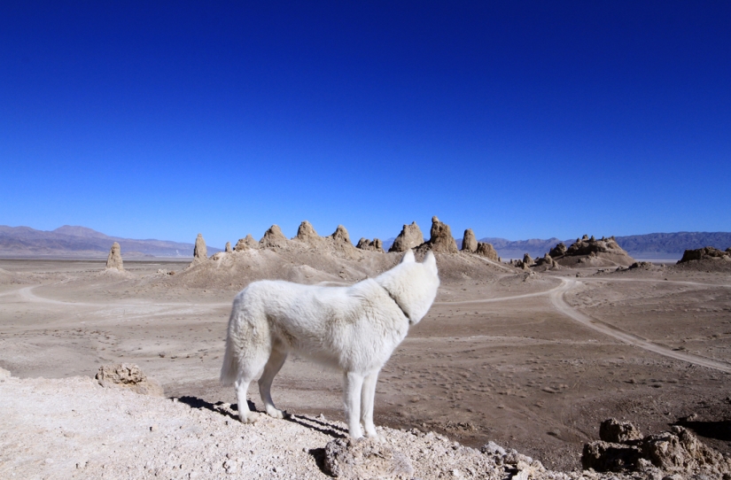 Los viajes de John y su lobo husky Los viajes de John y su lobo husky