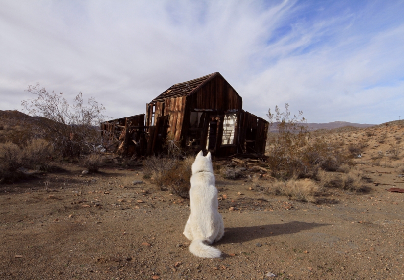 Los viajes de John y su lobo husky Los viajes de John y su lobo husky