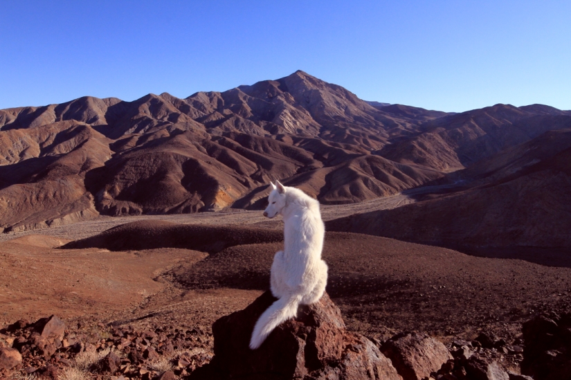 Los viajes de John y su lobo husky Los viajes de John y su lobo husky