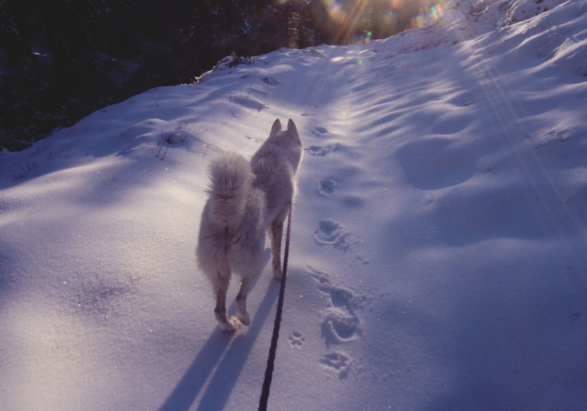 Los viajes de John y su lobo husky Los viajes de John y su lobo husky