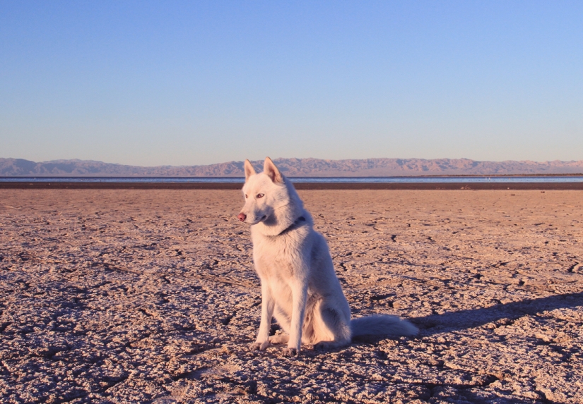 Los viajes de John y su lobo husky Los viajes de John y su lobo husky
