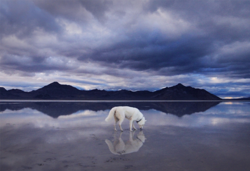 Los viajes de John y su lobo husky Los viajes de John y su lobo husky