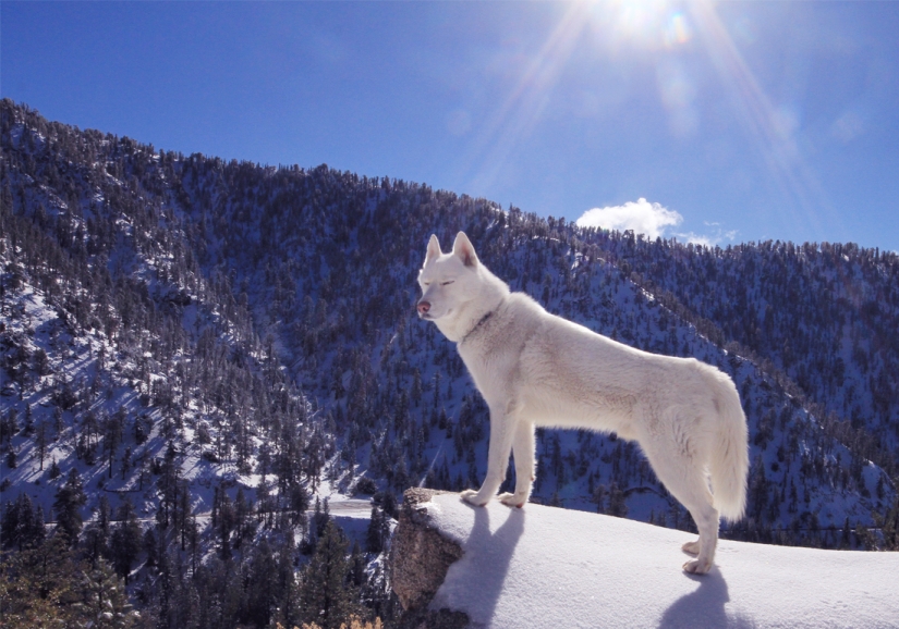 Los viajes de John y su lobo husky Los viajes de John y su lobo husky