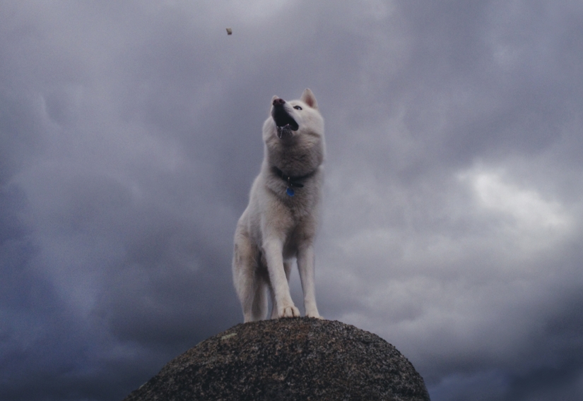 Los viajes de John y su lobo husky Los viajes de John y su lobo husky