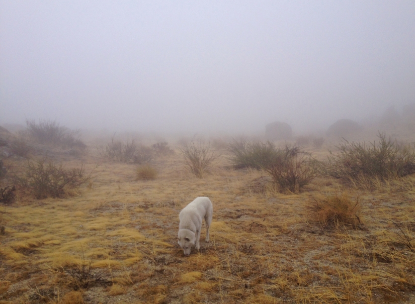 Los viajes de John y su lobo husky Los viajes de John y su lobo husky