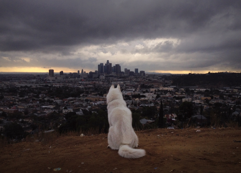 Los viajes de John y su lobo husky Los viajes de John y su lobo husky