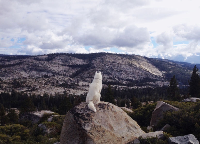 Los viajes de John y su lobo husky Los viajes de John y su lobo husky