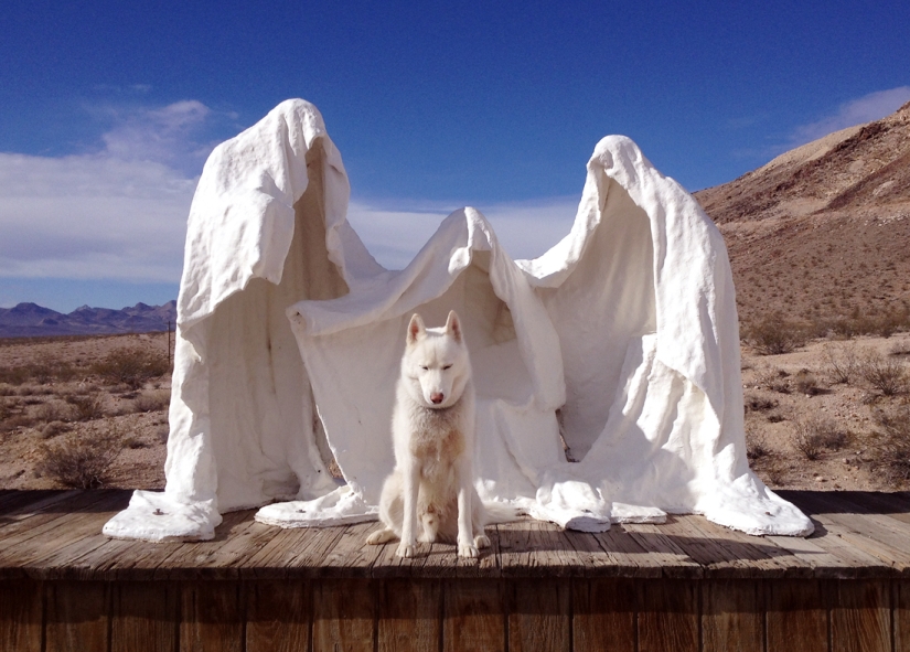 Los viajes de John y su lobo husky Los viajes de John y su lobo husky