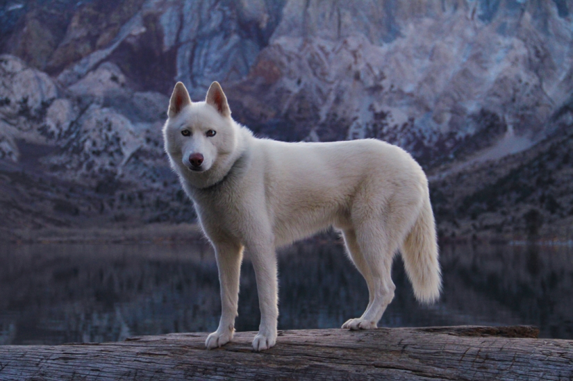 Los viajes de John y su lobo husky Los viajes de John y su lobo husky